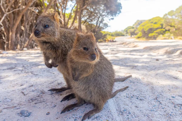 Quokka Vivendo Ilha Rottnest Perto Perth Austrália — Fotografia de Stock