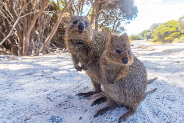 Quokka Living Rottnest Island Perth Australia — Stock Photo, Image