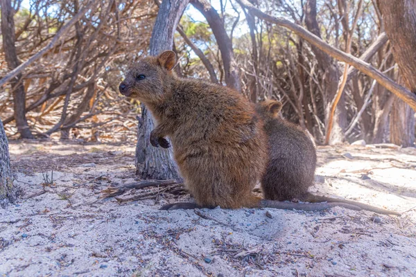 Quokka Vive Rottnest Island Cerca Perth Australia — Foto de Stock