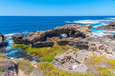 Cape Vlamingh Avustralya 'daki Rottnest adasında.