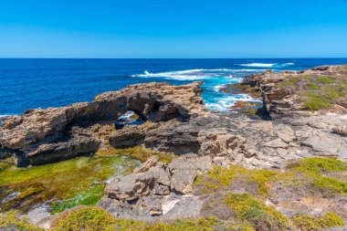 Cape Vlamingh Avustralya 'daki Rottnest adasında.