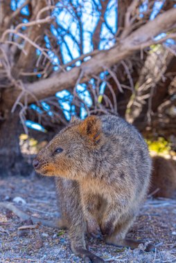 Quokka, Perth, Avustralya yakınlarındaki Rottnest adasında yaşıyor.