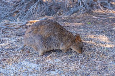 Quokka, Perth, Avustralya yakınlarındaki Rottnest adasında yaşıyor.