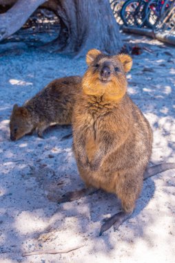 Quokka, Perth, Avustralya yakınlarındaki Rottnest adasında yaşıyor.