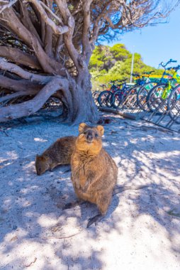 Quokka living at Rottnest island near Perth, Australia clipart