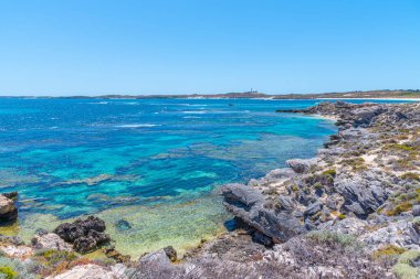 Avustralya 'daki Rottnest Adası' nda somon koyunda.