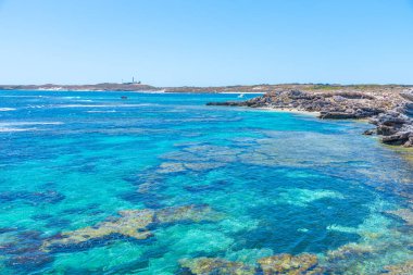Avustralya 'daki Rottnest Adası' nda somon koyunda.