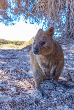 Quokka, Perth, Avustralya yakınlarındaki Rottnest adasında yaşıyor.