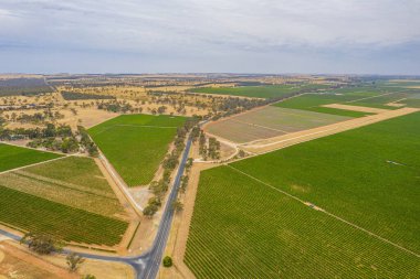 Avustralya 'da Naracoorte yakınlarındaki üzüm bağları