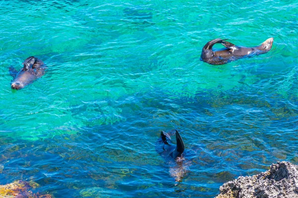 Tengeri Oroszlánfókák Játszanak Víz Közelében Katedrális Szikla Rottnest Sziget Ausztráliában — Stock Fotó