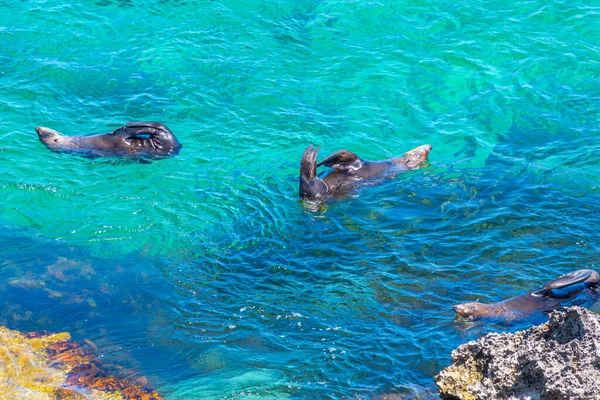 Tengeri Oroszlánfókák Játszanak Víz Közelében Katedrális Szikla Rottnest Sziget Ausztráliában — Stock Fotó