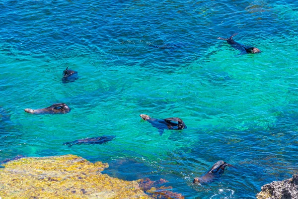 Leones Marinos Jugando Agua Cerca Roca Catedral Isla Rottnest Australia — Foto de Stock