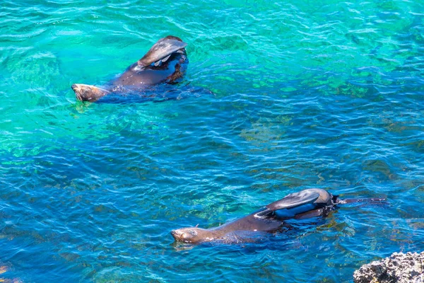 Otaries Jouant Dans Eau Près Rocher Cathédrale Île Rottnest Australie — Photo