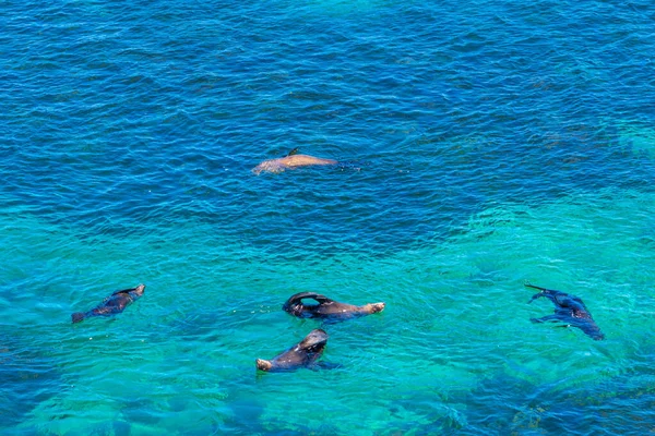 Морские Львы Играют Воде Возле Соборной Скалы Острове Роттнесс Австралии — стоковое фото