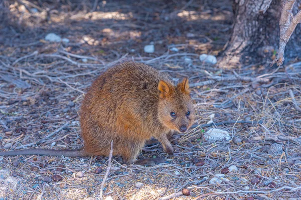 Quokka Vive Rottnest Island Cerca Perth Australia — Foto de Stock