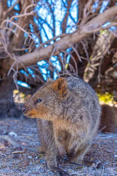 Quokka Rottnest Island Közelében Perth Ausztrália — Stock Fotó