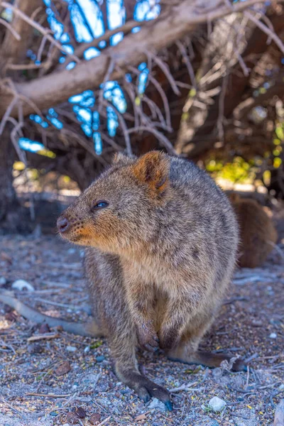 Quokka Vive Rottnest Island Cerca Perth Australia — Foto de Stock