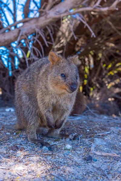 Quokka Vive Rottnest Island Cerca Perth Australia — Foto de Stock