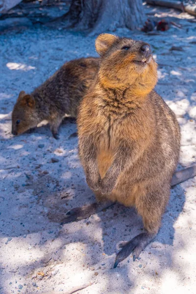 Quokka Living Rottnest Island Perth Australia — Stock Photo, Image