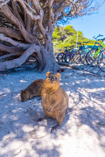 Quokka Lebt Auf Der Insel Rottnest Bei Perth Australien — Stockfoto