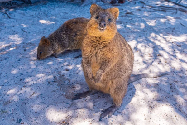 Quokka Mieszka Wyspie Rottnest Niedaleko Perth Australia — Zdjęcie stockowe