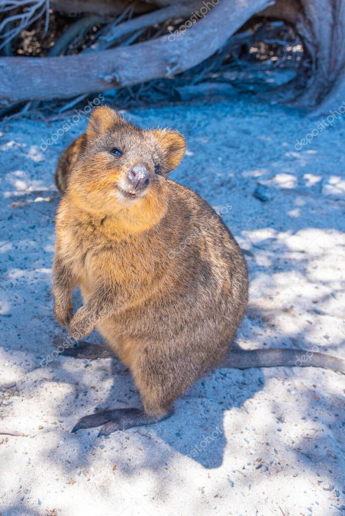 Quokka living at Rottnest island near Perth, Australia