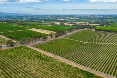 Avustralya 'daki McLaren Vale' deki üzüm bağlarının hava manzarası