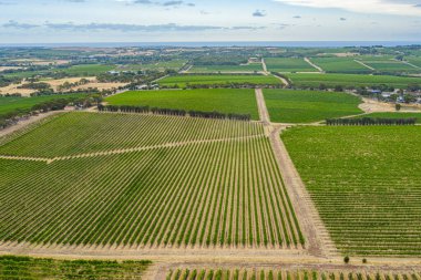 Avustralya 'daki McLaren Vale' deki üzüm bağlarının hava manzarası