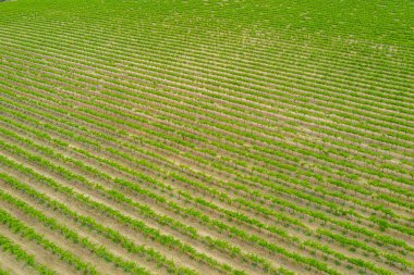 Avustralya 'daki McLaren Vale' deki üzüm bağlarının hava manzarası