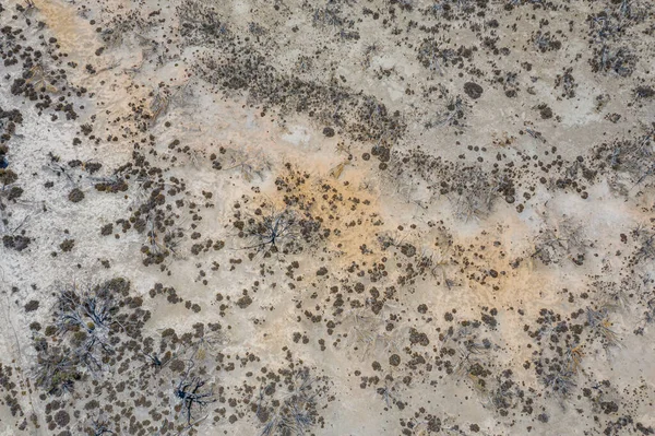 Bos Herstellende Van Bosbrand Australië — Stockfoto