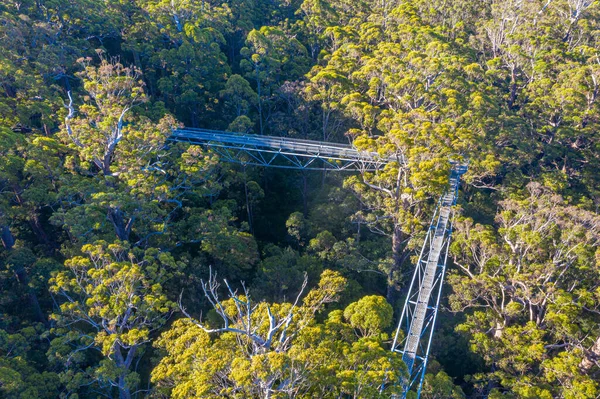 Valley Jättar Träd Topp Promenad Australien — Stockfoto