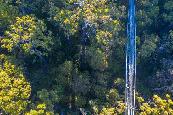 Valley Jättar Träd Topp Promenad Australien — Stockfoto