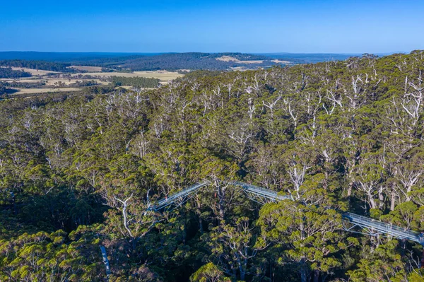 Valley Giants Tree Top Walk Australia — Stock fotografie