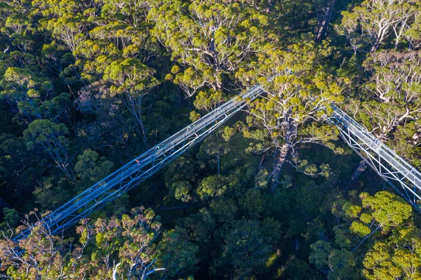 Tal Der Riesen Baumwipfelpfad Australien — Stockfoto