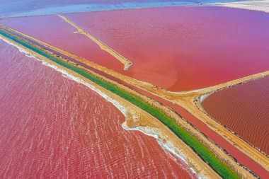 Avustralya 'da Pembe Göl yağlı Limanda