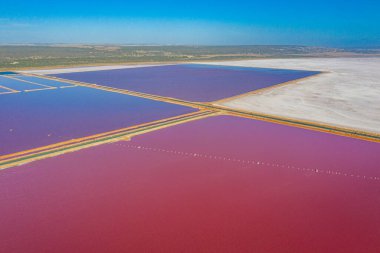 Avustralya 'da Pembe Göl yağlı Limanda