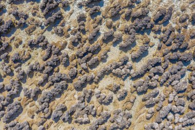 Avustralya 'daki Hamelin havuzunda Stromatolitler