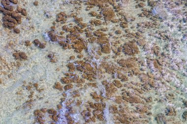 Avustralya 'daki Hamelin havuzunda Stromatolitler