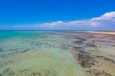 Avustralya 'daki Hamelin havuzunda Stromatolitler