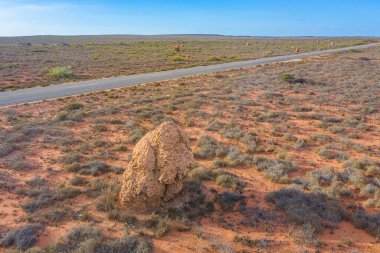 Exmouth, Avustralya yakınlarındaki termit yuvası