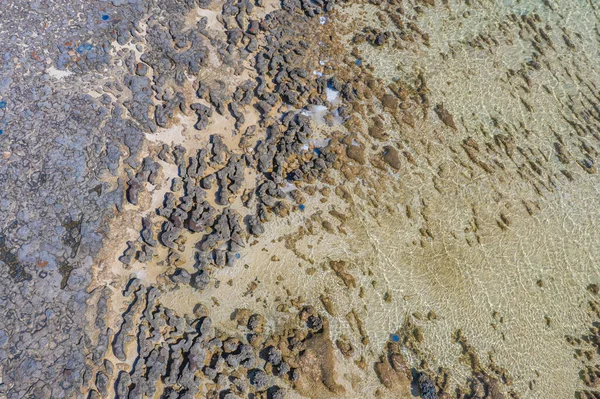 Stromatolieten Bij Hamelin Zwembad Australië — Stockfoto
