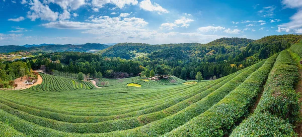 Tea Terraces Boseong Tea Plantations Republic Kore — Stock Photo, Image