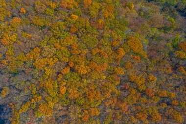 Kore Cumhuriyeti 'nde sonbahar boyunca renkli ağaçların havadan görünüşü