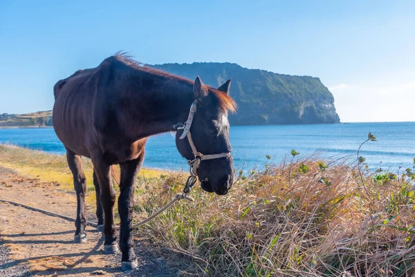 大韓民国済州島の日の出峰として知られる馬とソンサン イルチュボン — ストック写真