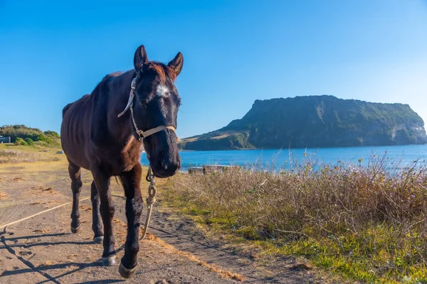 大韓民国済州島の日の出峰として知られる馬とソンサン イルチュボン — ストック写真