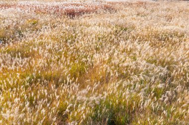 Kore 'nin Seul kentindeki Haneul parkında gümüş çimenler.