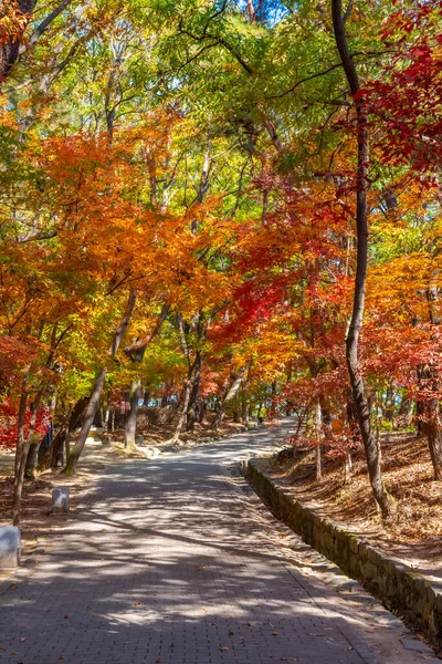 Podzimní Listí Pevnosti Busosanseong Buyeo Korejská Republika — Stock fotografie