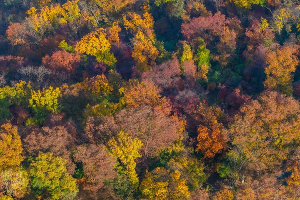 Letecký Pohled Barevné Stromy Během Podzimu Kopci Namsan Korejská Republika — Stock fotografie