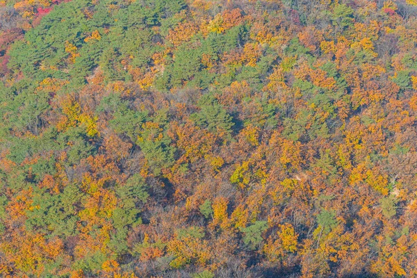 Letecký Pohled Barevné Stromy Během Podzimu Kopci Namsan Korejská Republika — Stock fotografie