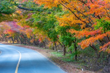 Kore Cumhuriyeti 'ndeki Naejangsan Ulusal Parkı' nda yol kenarındaki renkli ağaçlar.